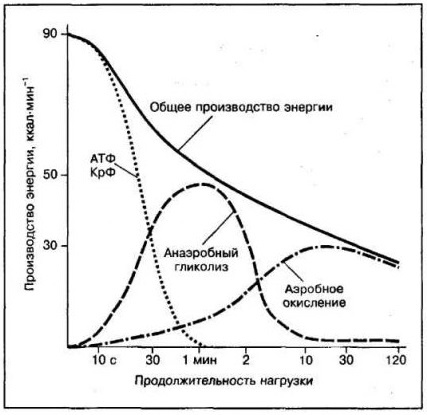 Кривая креатинфосфата  в мышцах